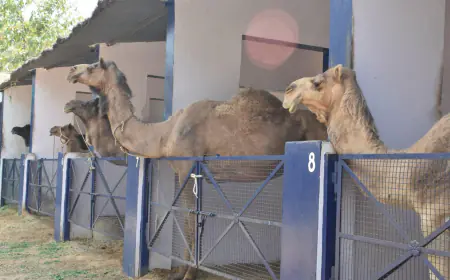 CAMEL RESCUE CENTRE IN BASSI STANDS AS A SHINING EXAMPLE OF CAMEL WELFARE